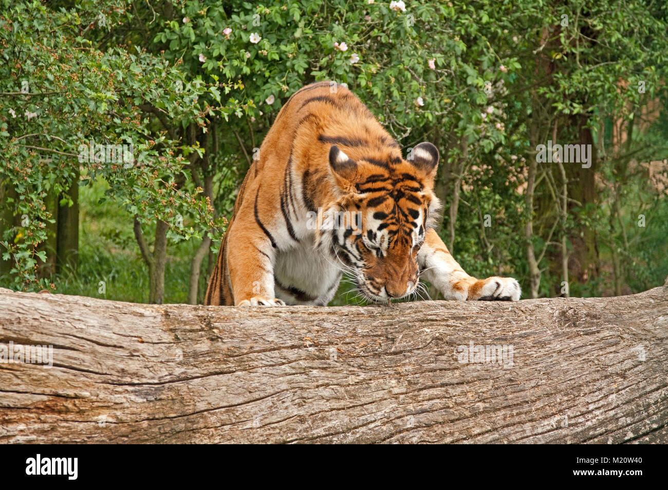 Tigre du Bengale, Panthera tigris, d'Asie, de la faune en captivité, Banque D'Images