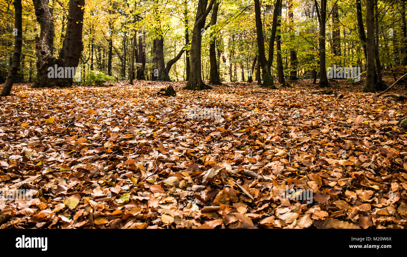 Wilmslow, Cheshire, Angleterre en automne Banque D'Images