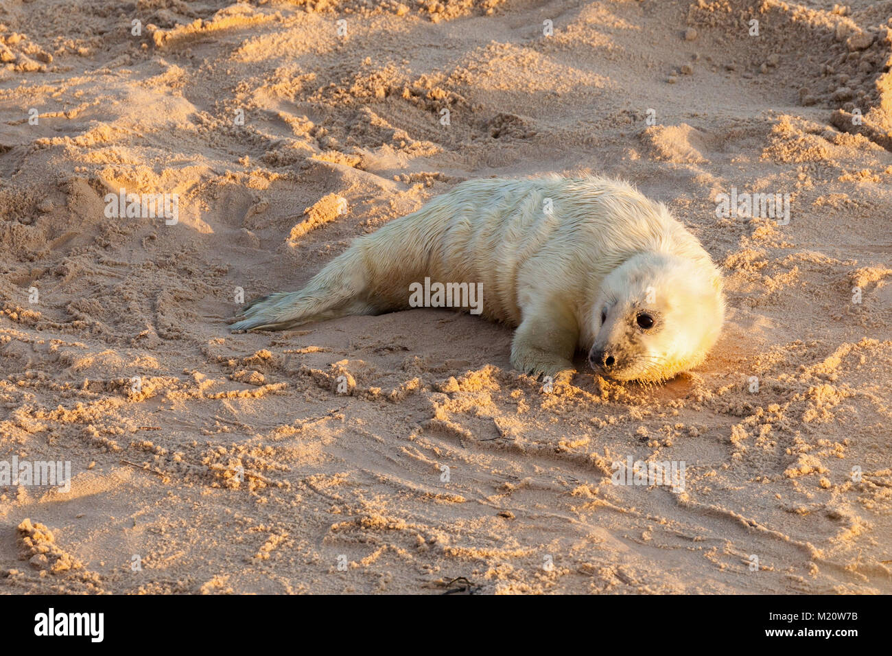 Nouveau-né bébé joint avec fourrure blanche sur la plage de sable d'attente pour l'alimentation à partir de la momie. Le littoral de Norfolk à Horsey Gap Banque D'Images
