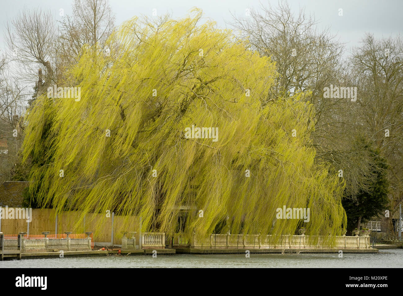 Salix babylonica (saule Babylone ou saule pleureur) par la Tamise à Bisham, Berkshire, Angleterre, Royaume-Uni. 1er avril 2015 © Wojciech Stroz Banque D'Images