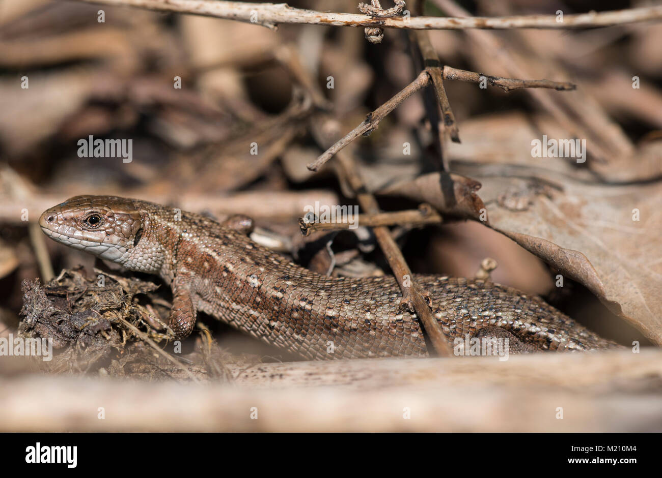 Lézard vivipare ou commune mâle parmi les pèlerins de feuilles mortes sur une lande du Nord Yorkshire du Sud de l'Angleterre. Banque D'Images