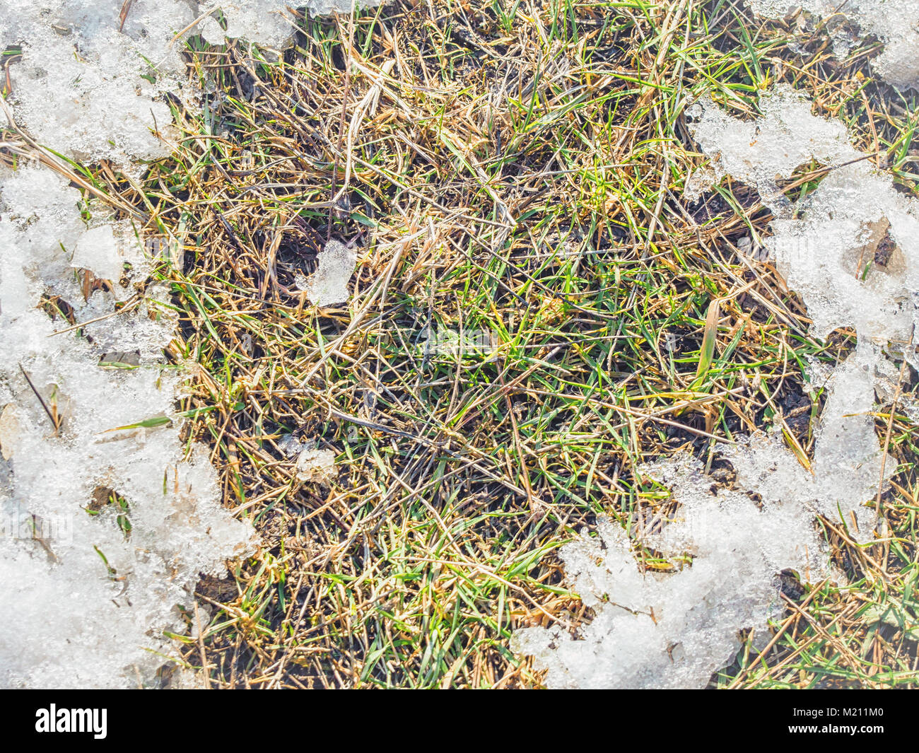 L'herbe verte brise le ressort de la fonte des neiges background Banque D'Images