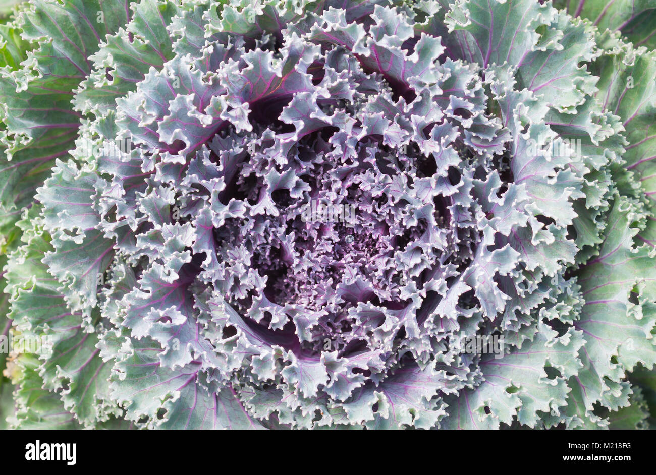 Violet ou violet choux pour la conception. Choux contexte en jardin. Bel ornement naturel dans les choux. Choux Kale frais feuilles de texture. Banque D'Images