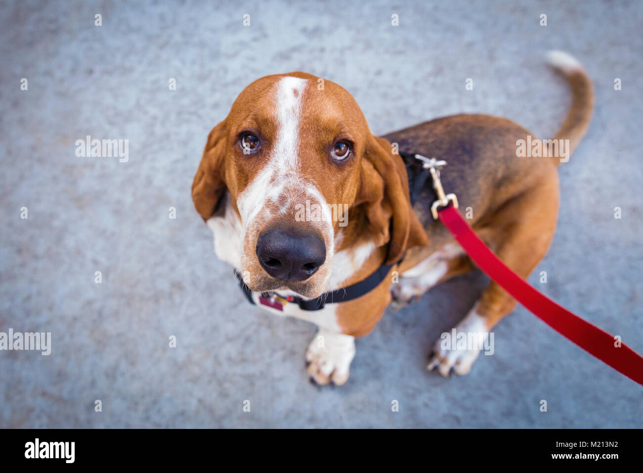 Basset Hound Dog looking up Banque D'Images