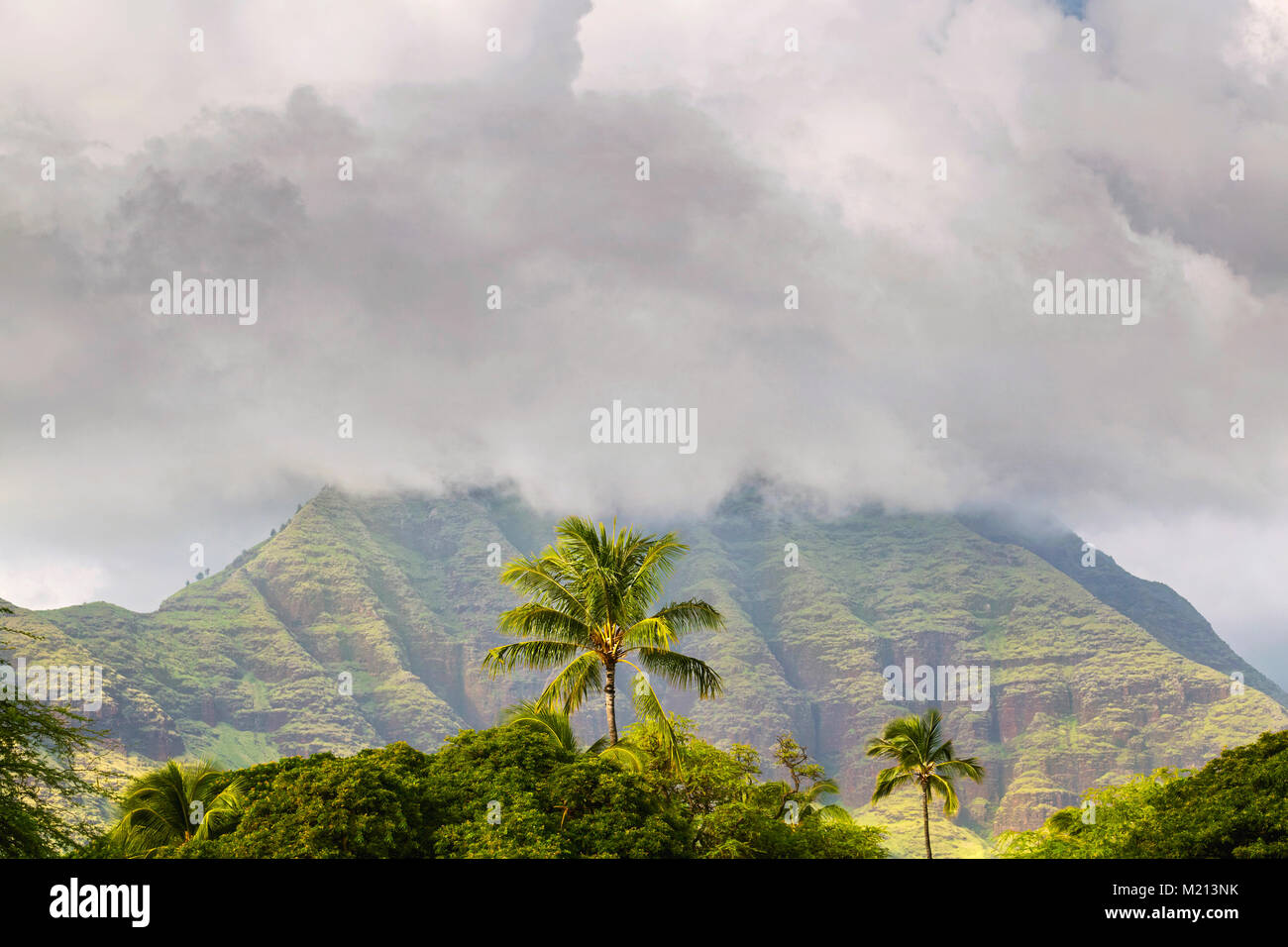 Seul Palmier en face de grande montagne et nuages de tempête à Lualualei Beach Park à Waianae, Oahu, Hawaii Banque D'Images