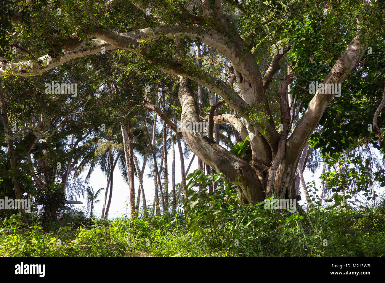 Arbre majestueux à Oahu, Hawaii USA Banque D'Images