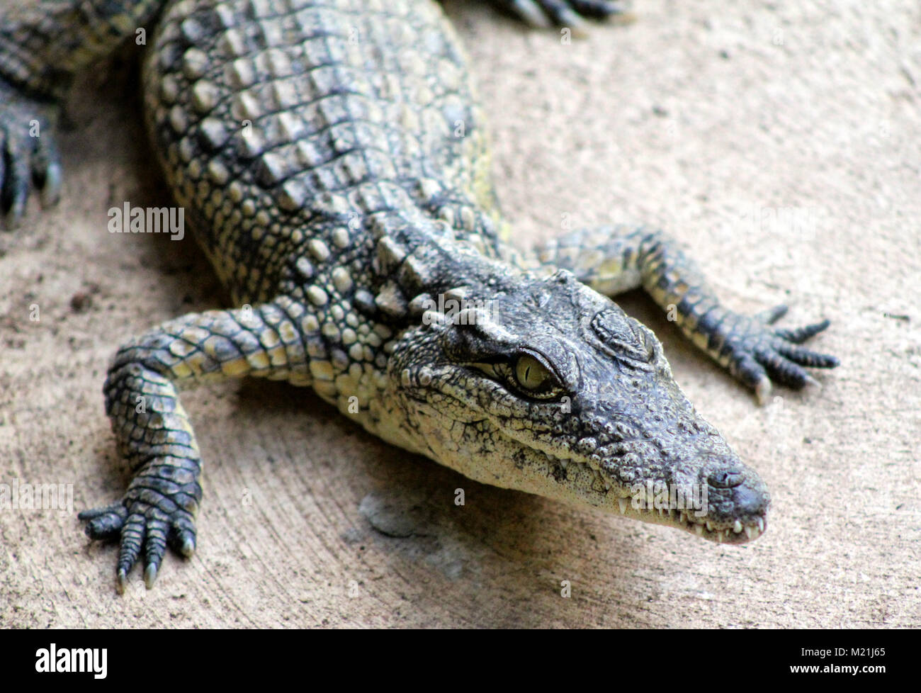 Crocodile du Nil au Parc National Kruger en Afrique du Sud Banque D'Images