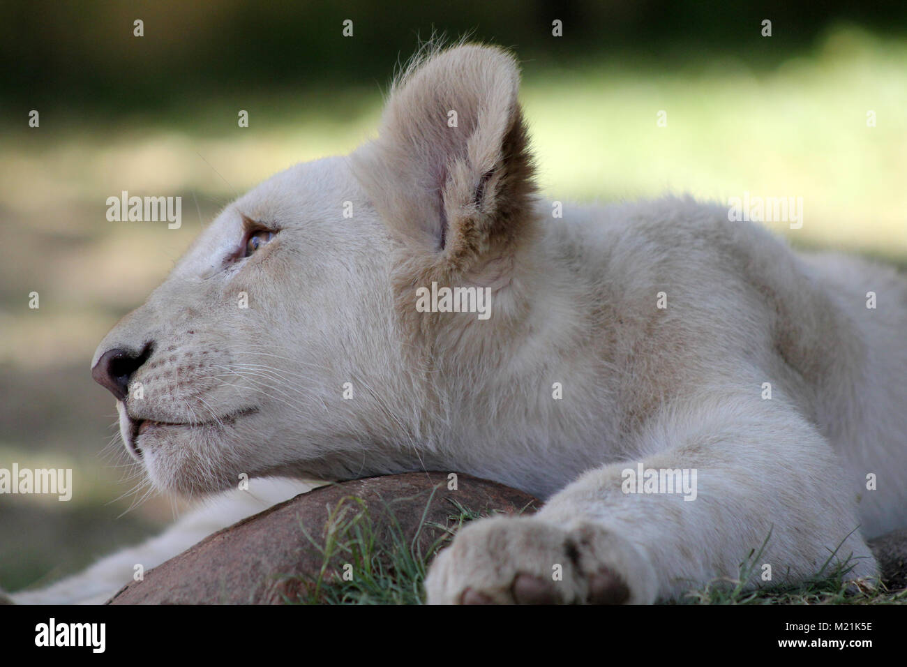 White Lion cub ou chiot aux yeux verts close up Banque D'Images