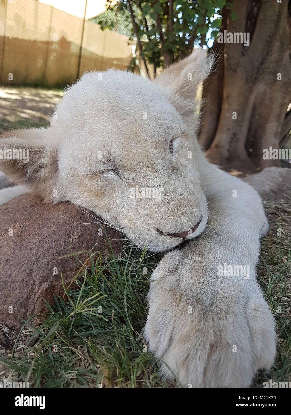 White Lion cub ou chiot aux yeux verts close up Banque D'Images