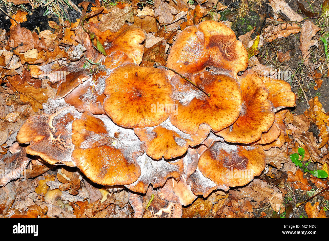 Les champignons dans le parc national New Forest, Hampshire, Angleterre Banque D'Images