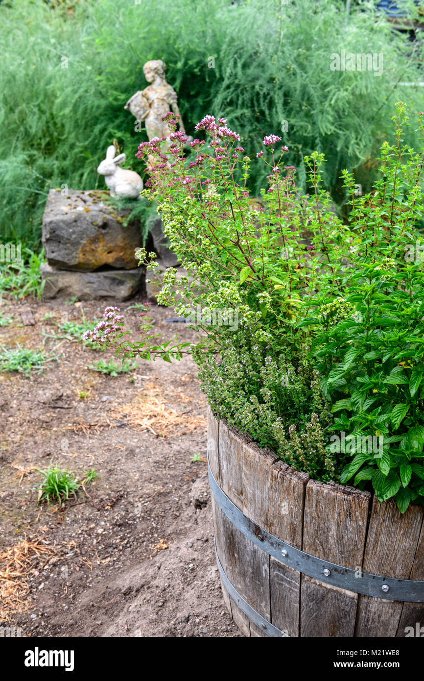 Herbes culinaires floraison dans le jardin sur un matin d'été Banque D'Images