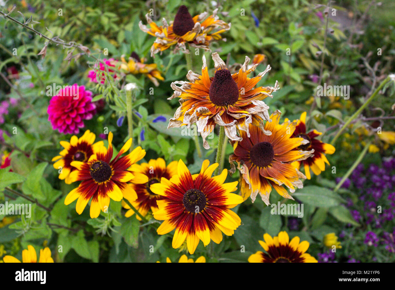 Fleurs rouge et orange contre champ vert. Banque D'Images