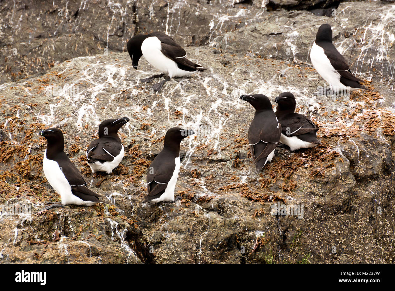 Les petits pingouins (Alca torda) dans la région de Skellig Michael, Irlande Banque D'Images