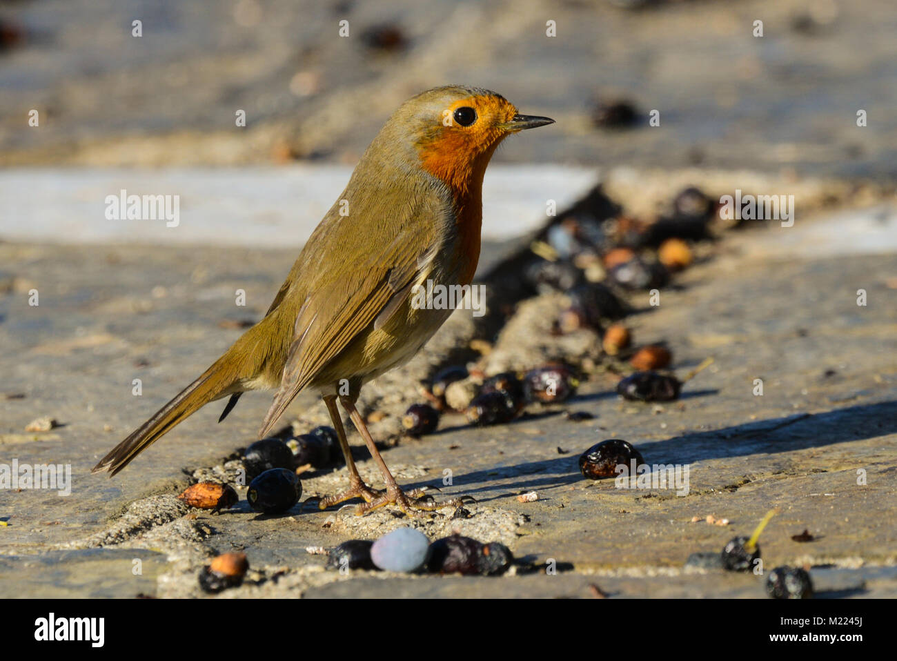 Rougegorge familier Erithacus rubecula aux abords Banque D'Images