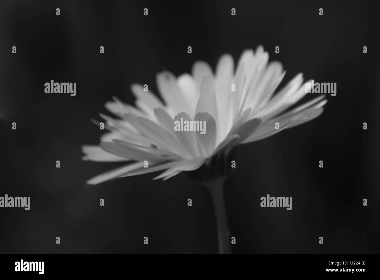 Doux et beau jardin fleur blanche Banque D'Images