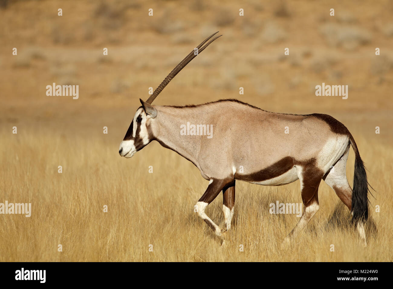 Antilope gemsbok (Oryx gazella) marche dans la prairie, désert du Kalahari, Afrique du Sud Banque D'Images