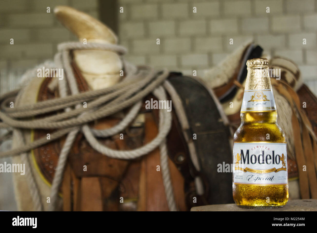Cadereyta, Mexique - septembre 13,2017. Modelo Especial est le N.2 la bière importée aux États-Unis par le chiffre d'affaire produit par Cerveceria Modelo au Mexique Banque D'Images