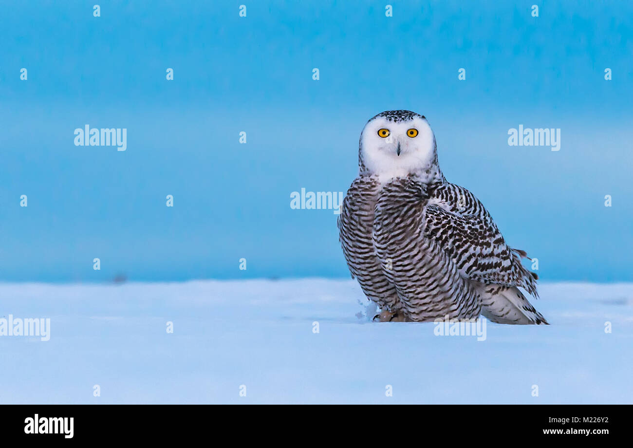 Femelle juvénile, le Harfang des neiges (Bubo scandiacus), photograped près de Drumheller, Alberta, Canada Banque D'Images