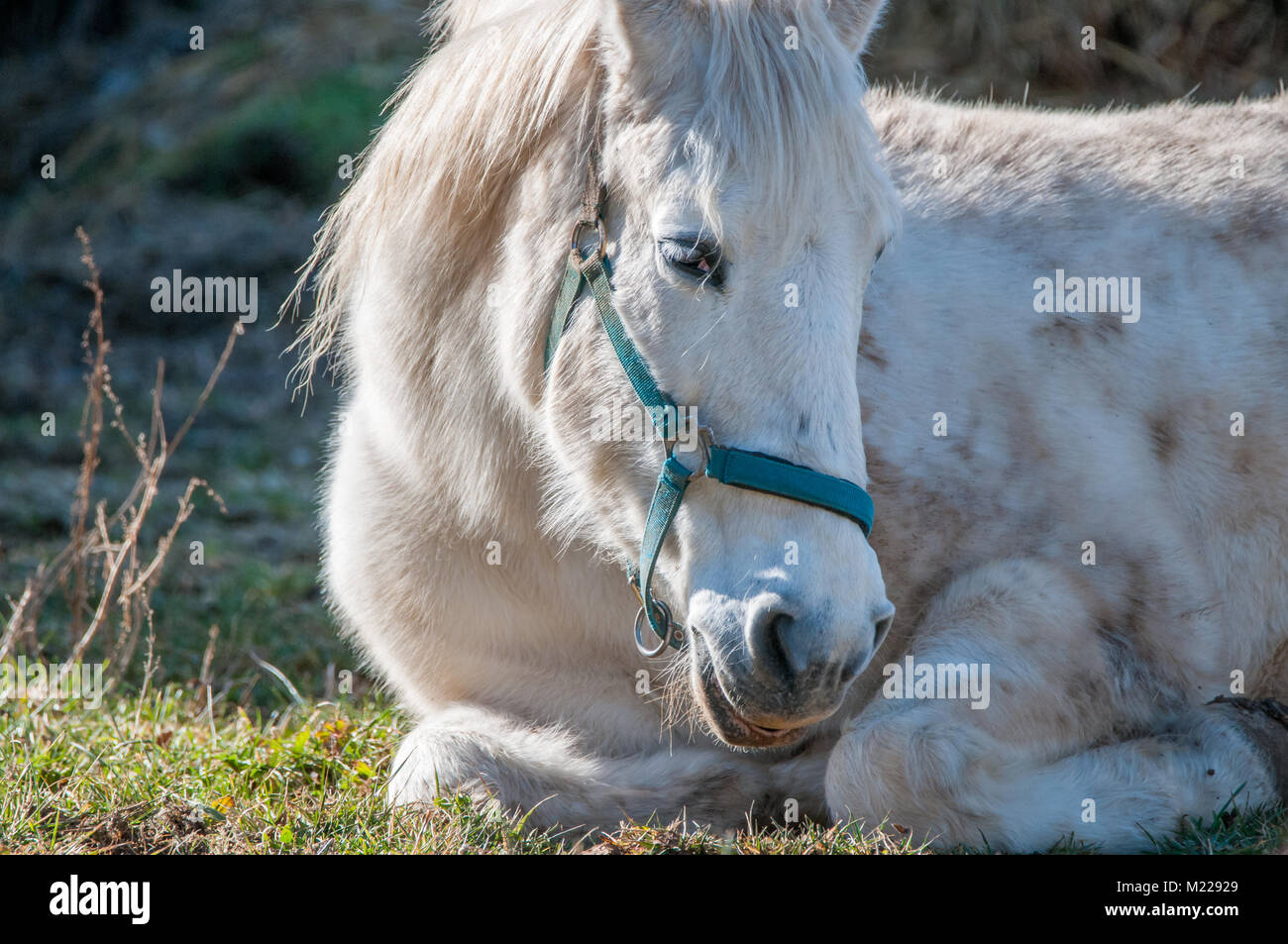 Cheval blanc, repos Tavertet, Catalogne, Espagne Banque D'Images