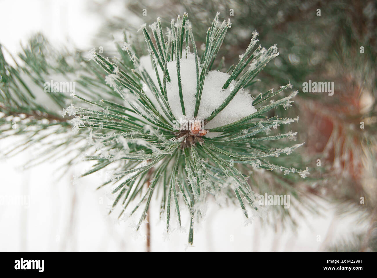 Une branche de pin recouvert de givre dans de fortes gelées. Close-up Banque D'Images