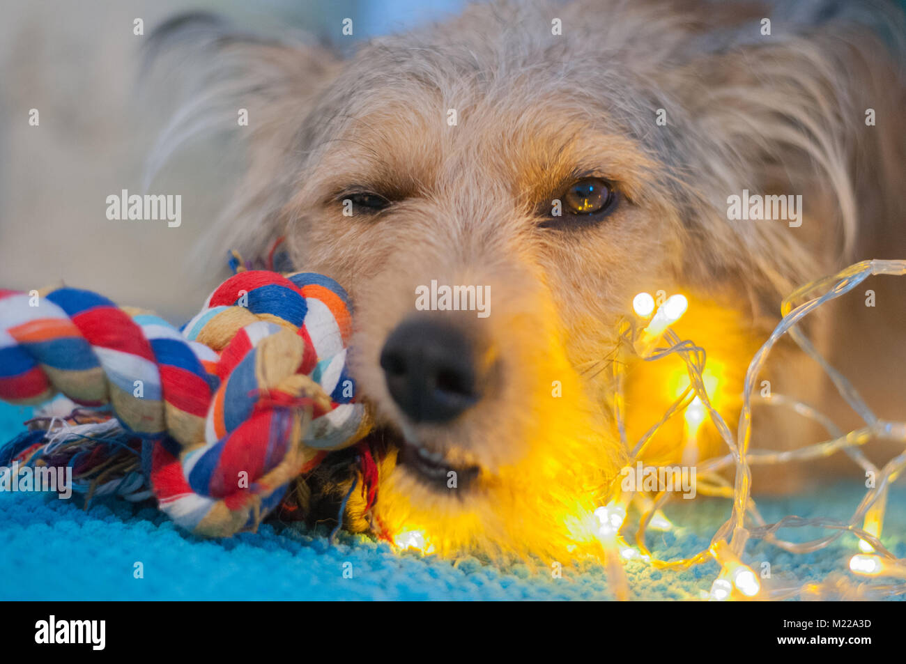 Un métis chien joue sur tapis bleu Banque D'Images