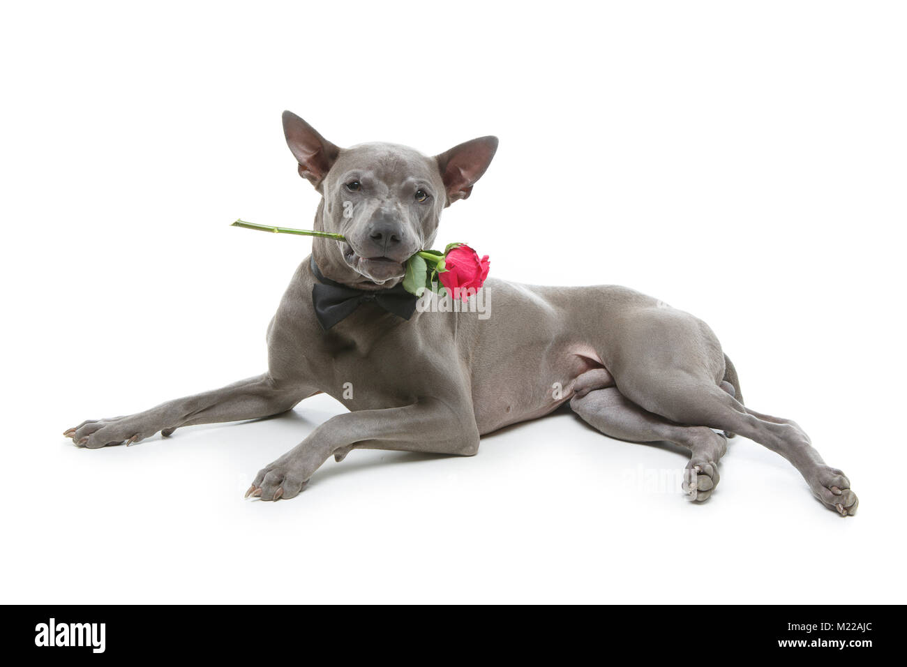 Chien dans bowtie holding rose en bouche Banque D'Images