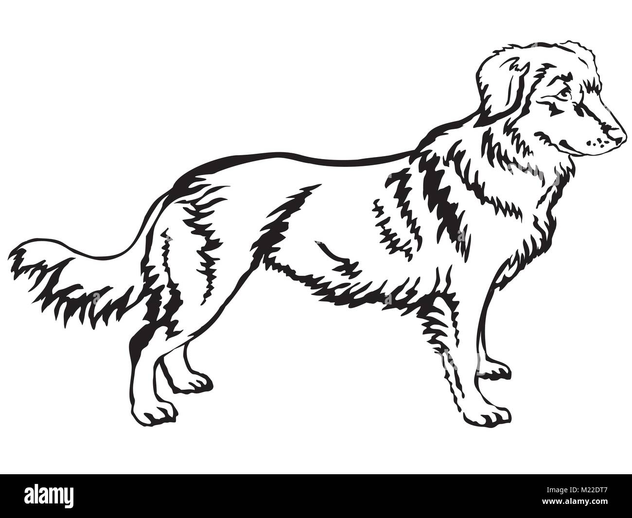 Portrait de décoration de l'article profil de Nova Scotia Duck Tolling Retriever, vector illustration en couleur noir isolé sur fond blanc Illustration de Vecteur