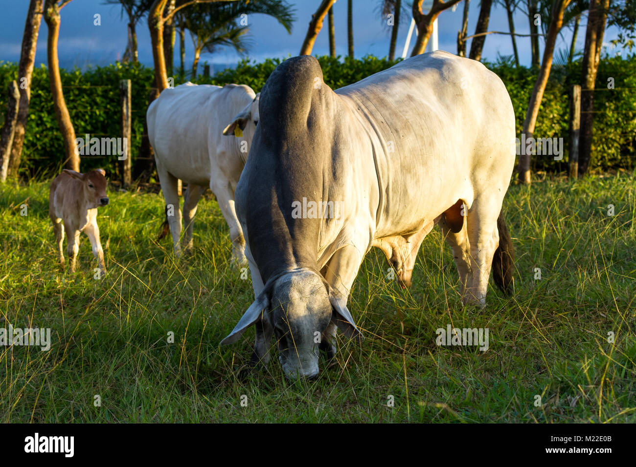 Bull brahman immense dans un vert pâturage au Costa Rica Banque D'Images