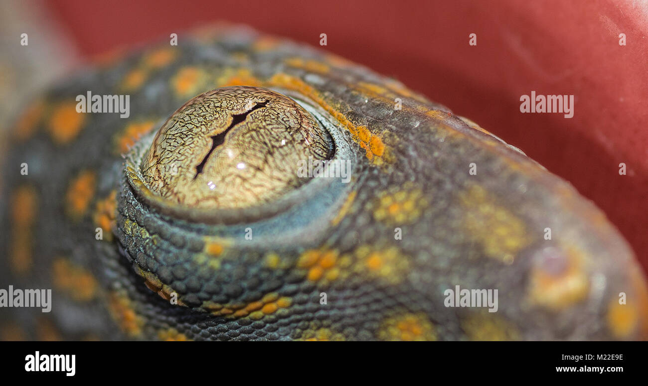 Les jeunes le tokay sur les tuiles rouges Banque D'Images