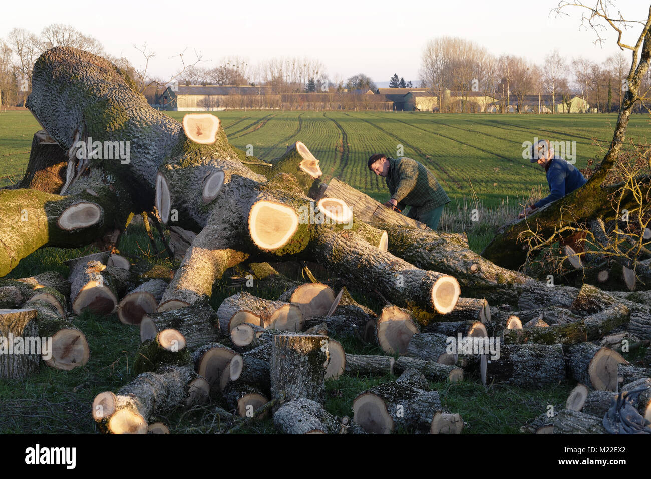 Abattre un chêne, coupe les branches, au nord Mayenne (Mayenne, Pays de la Loire, France). Banque D'Images