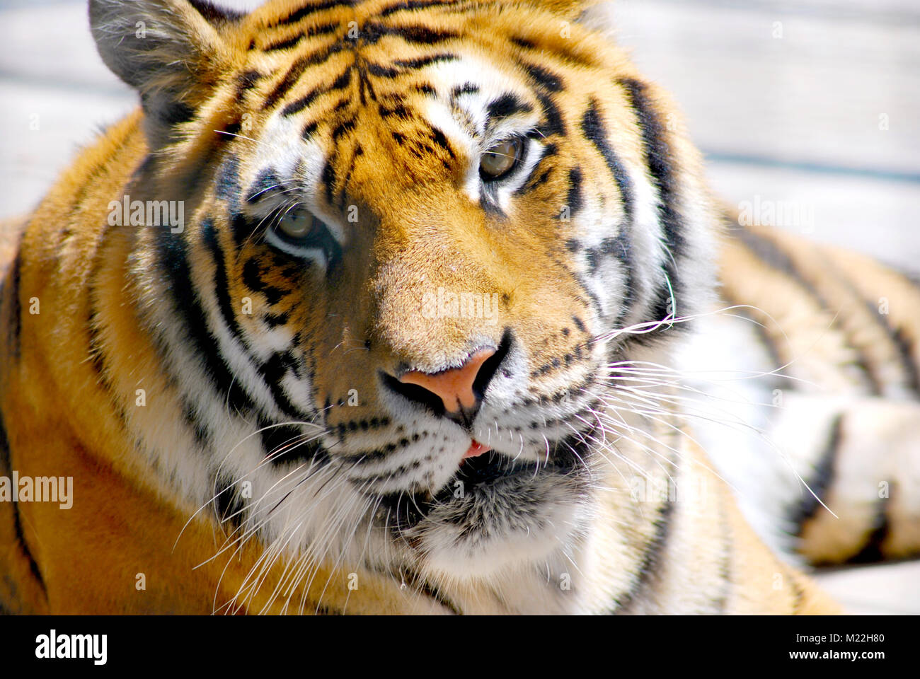 Un gros plan d'une belle tiger à la recherche dans l'appareil. Banque D'Images