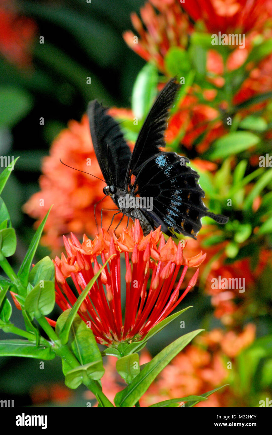 Un grand mormon papillon noir se nourrit d'une fleur. Banque D'Images