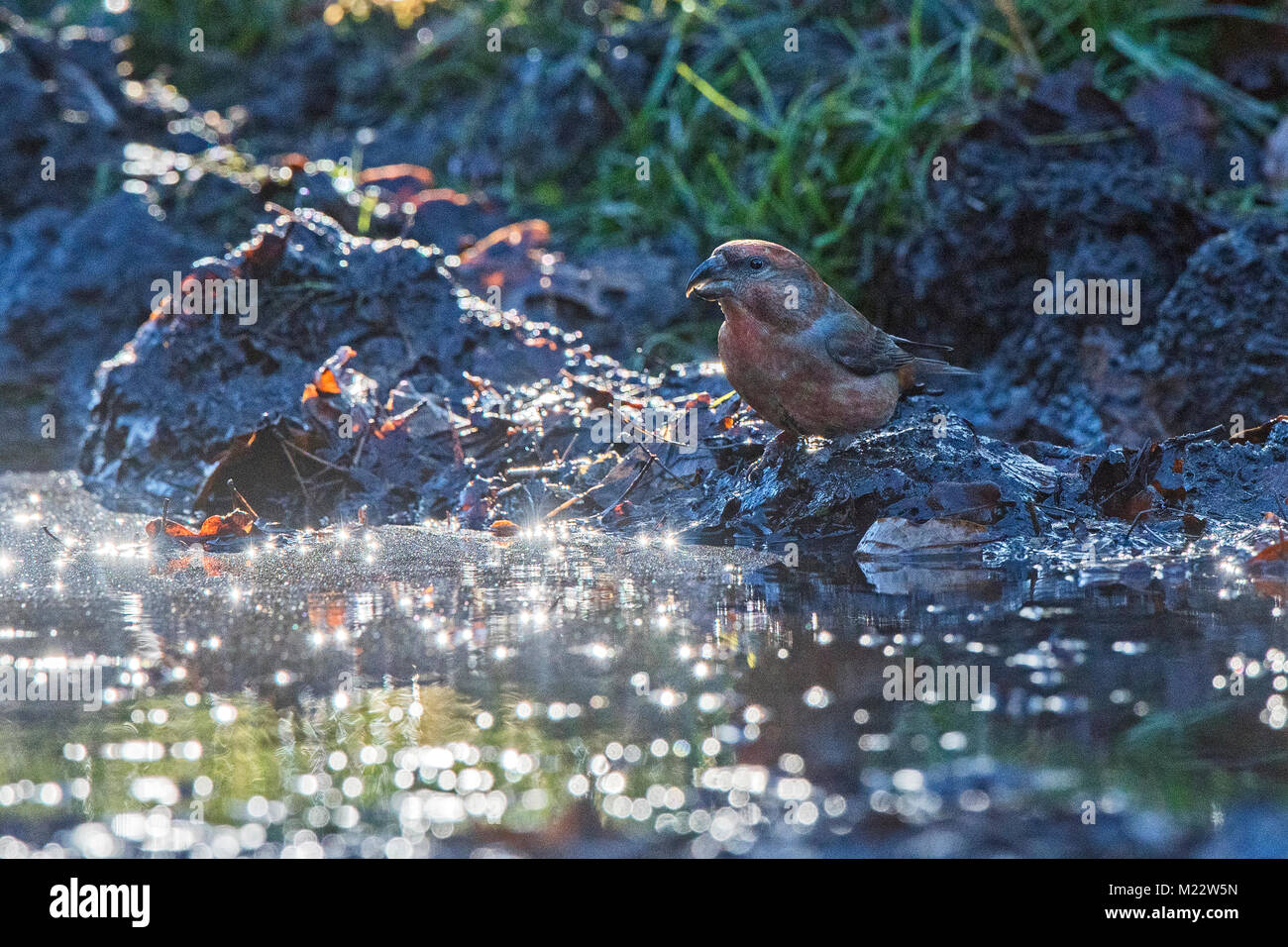 Parrot Crossbill Loxia pytyopsittacus, homme venant à boire, Santon Downham, La Forêt de Thetford, Norfolk Décembre Banque D'Images