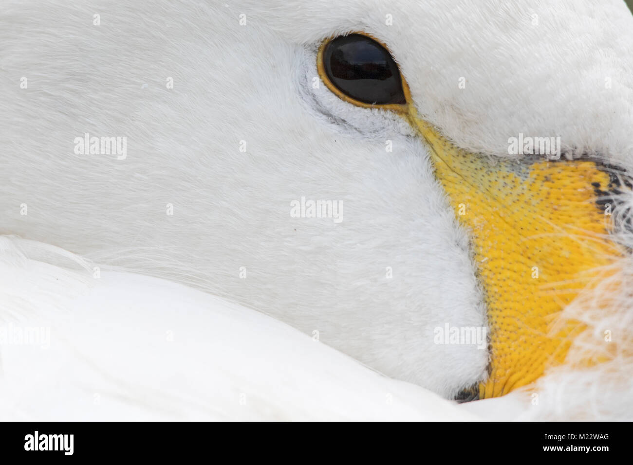Le cygne de Bewick Cygnus bewickii Martin simple hiver Merseyside Banque D'Images