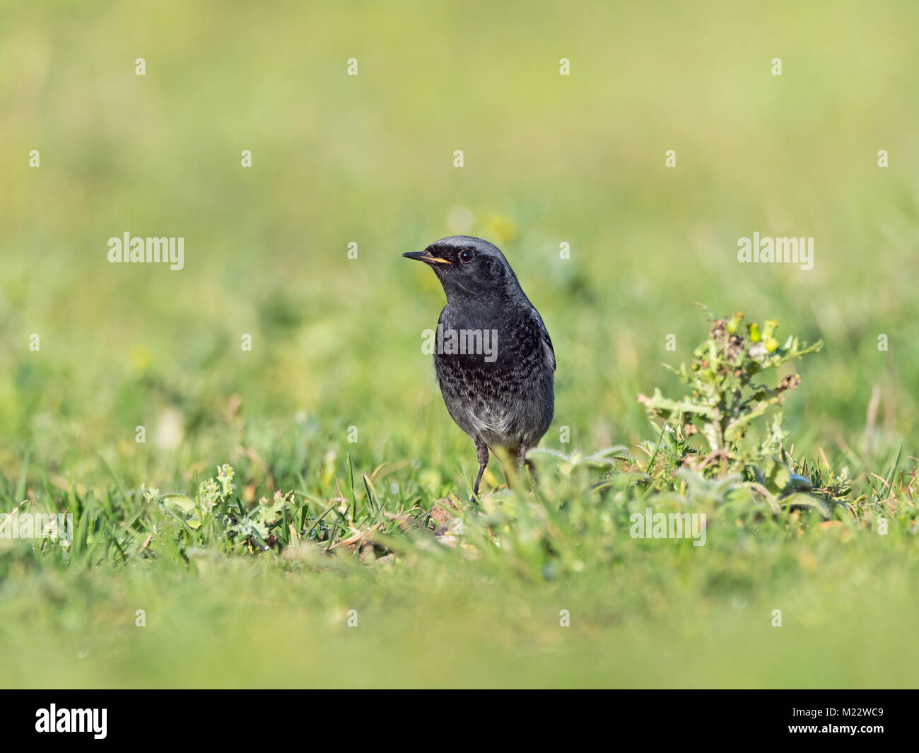 Rougequeue noir Phoenicurus ochruros, homme, autour d'hivernage Sheringham North Norfolk Janvier Banque D'Images