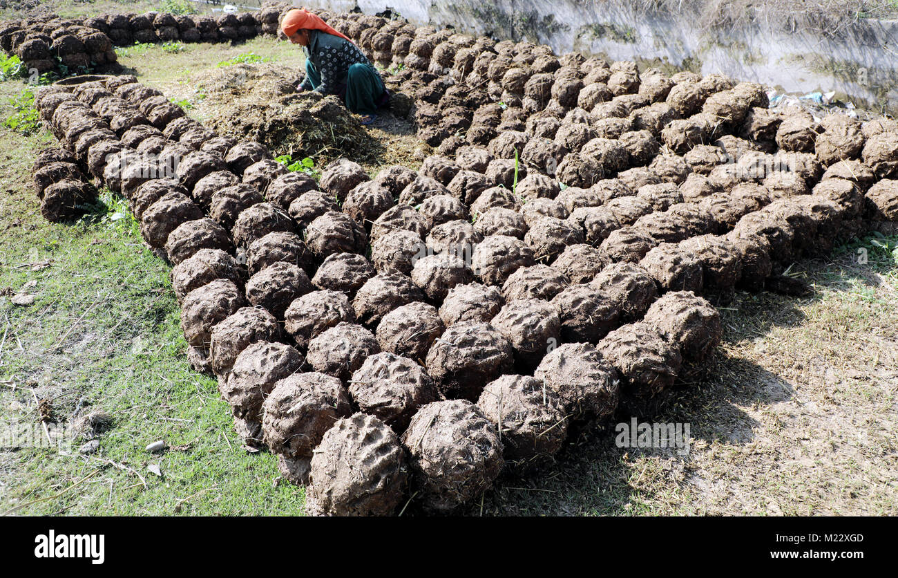 Jammu (Inde). 06Th Feb 2018. Une femme fait de la bouse de vache au Jammu-gâteaux. Credit : Shilpa Thakur/Pacific Press/Alamy Live News Crédit : PACIFIC PRESS/Alamy Live News Banque D'Images
