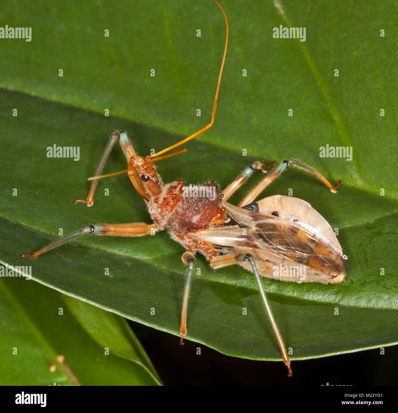 Golden brown assassin bug, Pristhecanthus plagipennis australienne, insectes prédateurs utiles sur feuille verte Banque D'Images