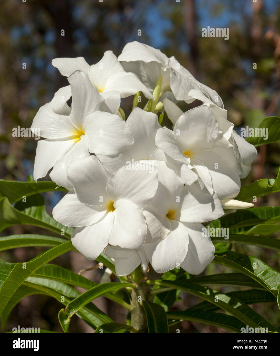 Grappe de fleurs parfumées blanches d'evergreen frangipanier, Plumeria pudica 'Amour éternel' Banque D'Images