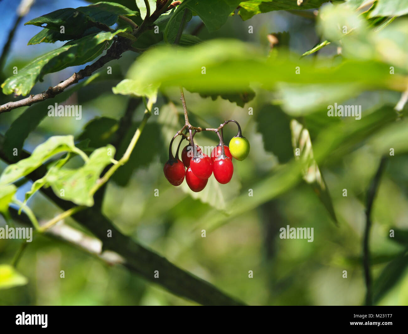 La morelle douce-amère (Solanum dulcamara) plante avec de petits fruits encore verts et mûrs Banque D'Images
