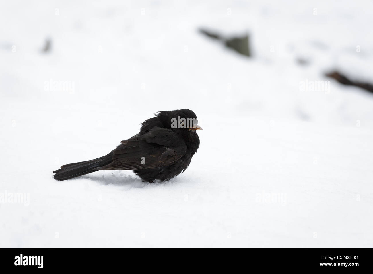 Turdus merula Merle noir à la recherche de nourriture dans la neige Banque D'Images