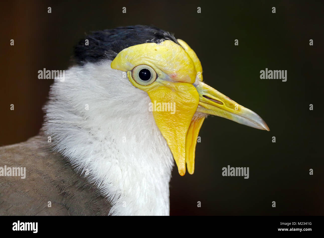 Tête bizarre d'un vanneau masqué (vanellus miles) en vue de profil Banque D'Images
