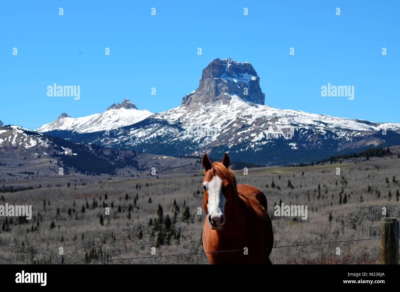 La neige a couvert la Montagne en chef se trouve dans la distance, alors qu'un curieux cheval vole la vedette Banque D'Images