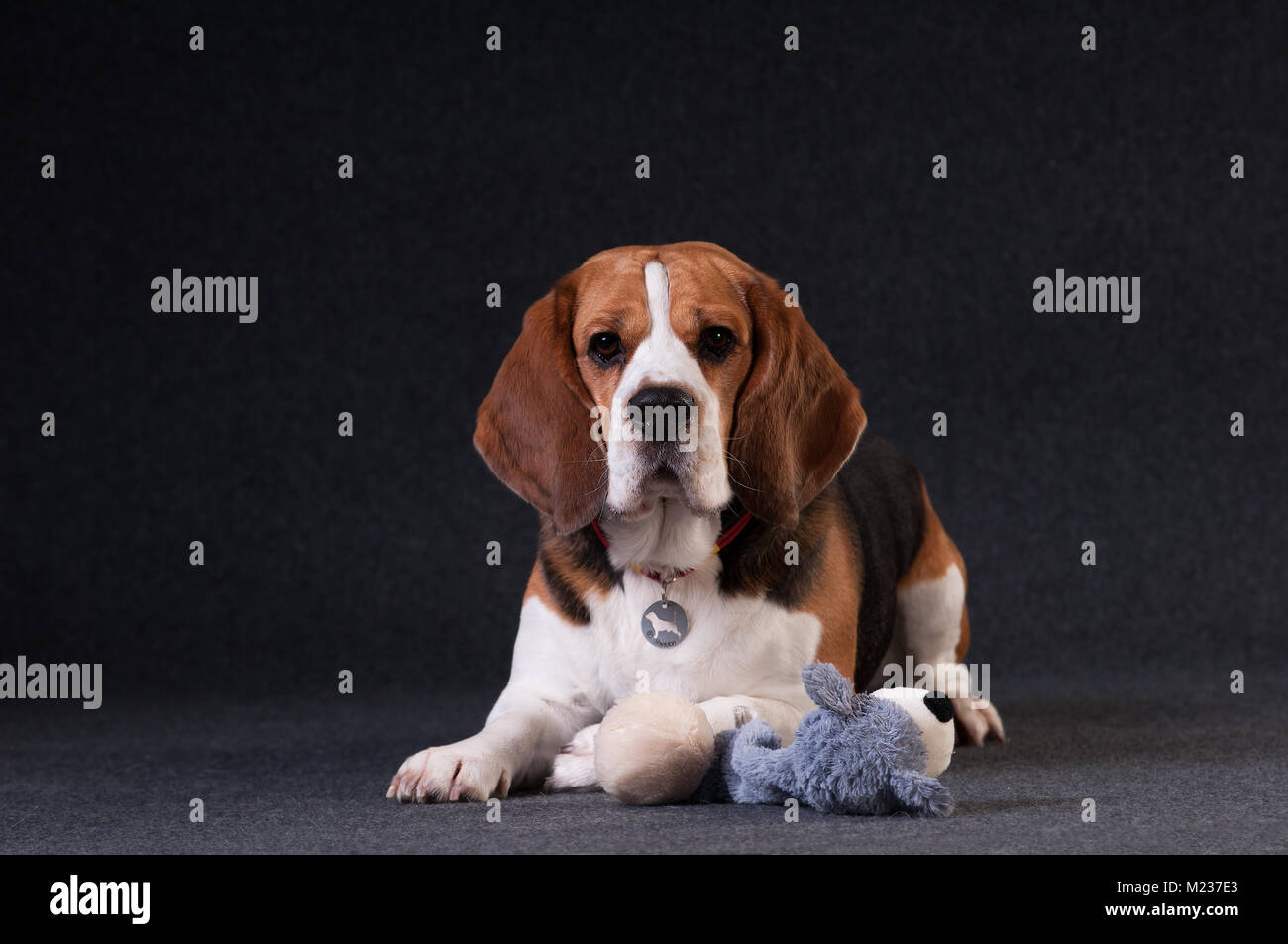 Deux drôles de chiens bouledogue français et Chihuahua à Santa suit isolated on white Banque D'Images