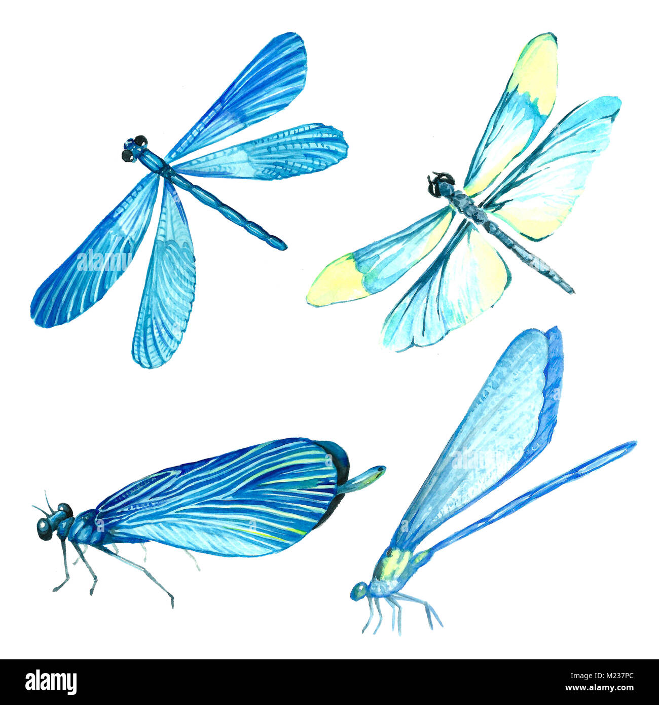 Aquarelle collection de libellule bleue illustrations. Image isolée d'un insecte sur un fond blanc. Tableau peint à la main d'un animal. Banque D'Images