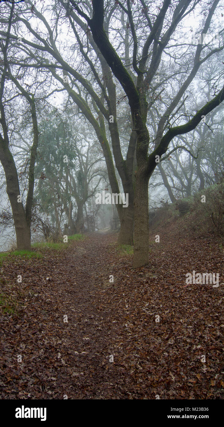 Un chemin de brume dans les bois de la UC Davis Riparian préserver, dans l'hiver, l'affichage arbres sans feuilles et une voie à suivre- brumeux concept d'incertitude Banque D'Images