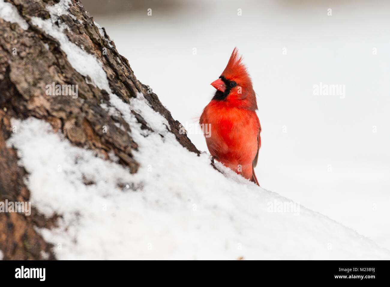 Le Cardinal rouge mâle. Banque D'Images