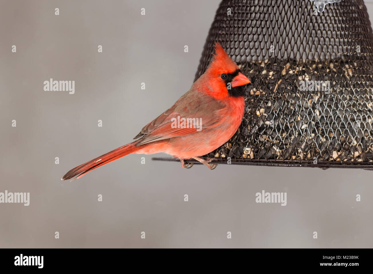 Le Cardinal rouge mâle. Banque D'Images