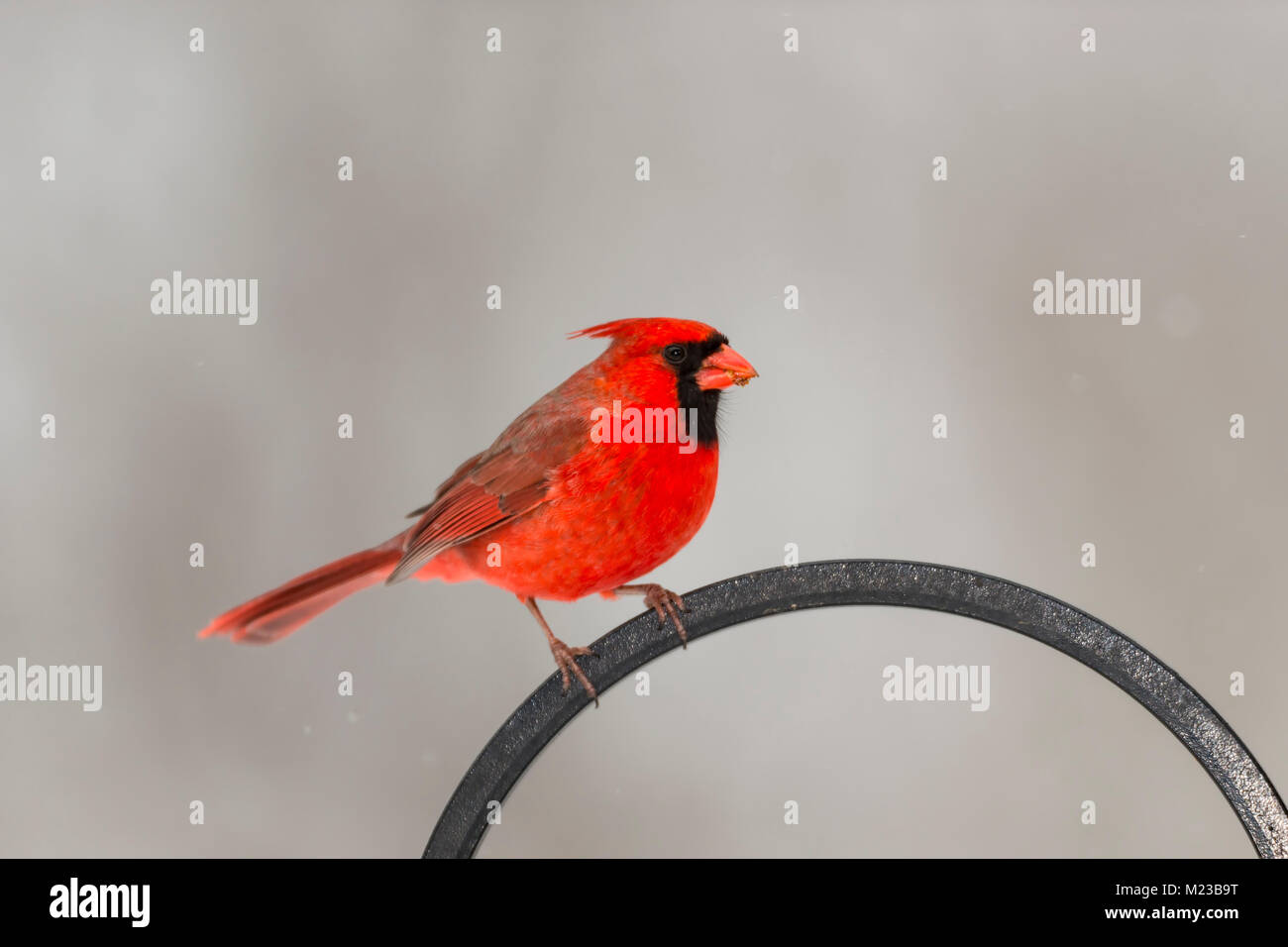 Le Cardinal rouge mâle. Banque D'Images