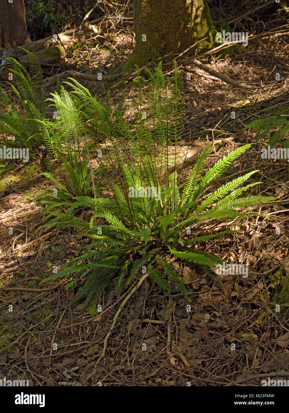 Fort-de-Vénus, Blechnum spicant à Dereen Gardens Banque D'Images