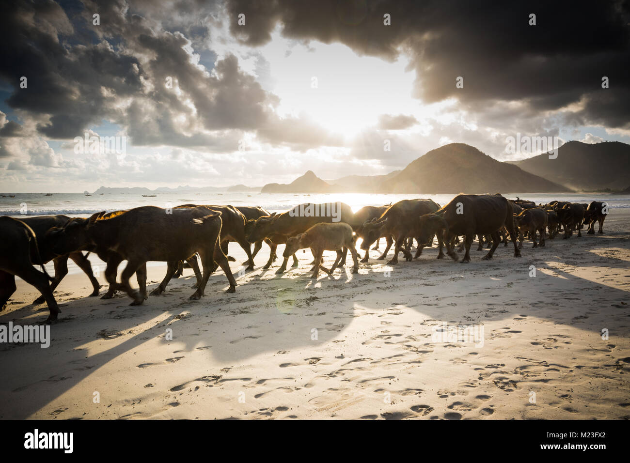 Troupeau de buffles revenir lentement à l'arrêtera après une journée passée à la plage de Selong Balenak Banque D'Images